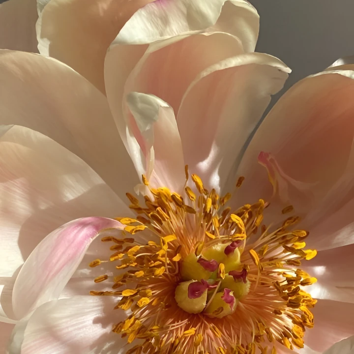 flover